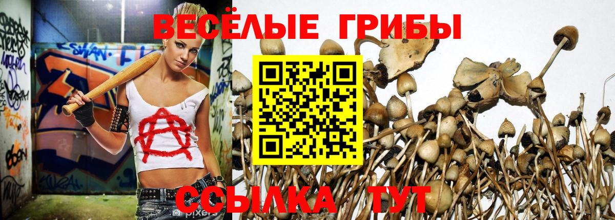 Псилоцибиновые грибы Psilocybine cubensis Орск